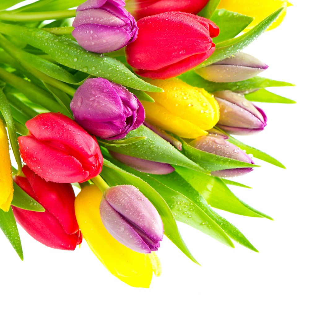 Букет красивых разноцветных тюльпанов на белом фоне