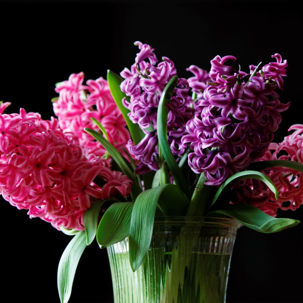 Букет гиацинтов в вазе на черном фоне