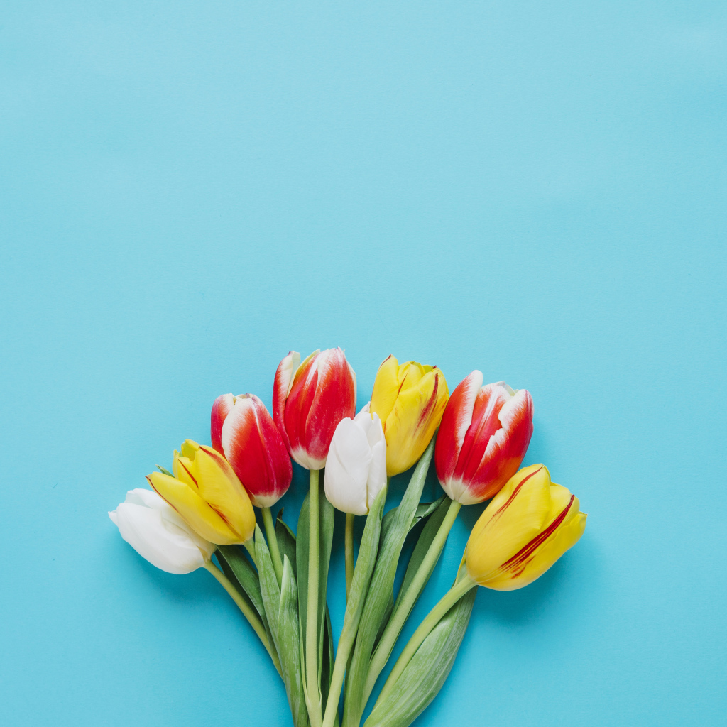 Букет разноцветных тюльпанов на голубом фоне