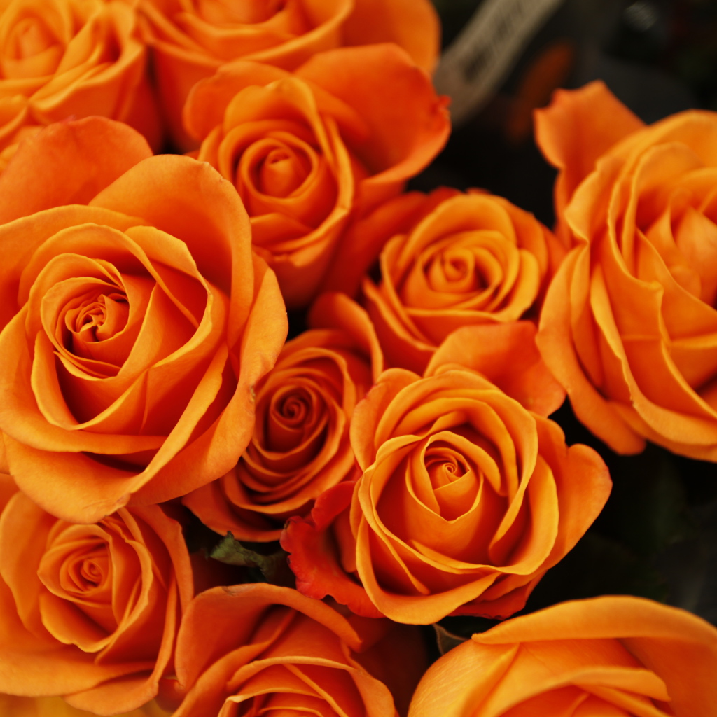 Букет оранжевых роз крупным планом