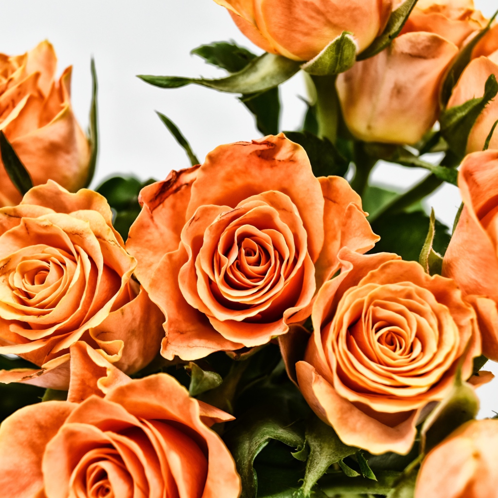 Букет оранжевых роз на сером фоне крупным планом