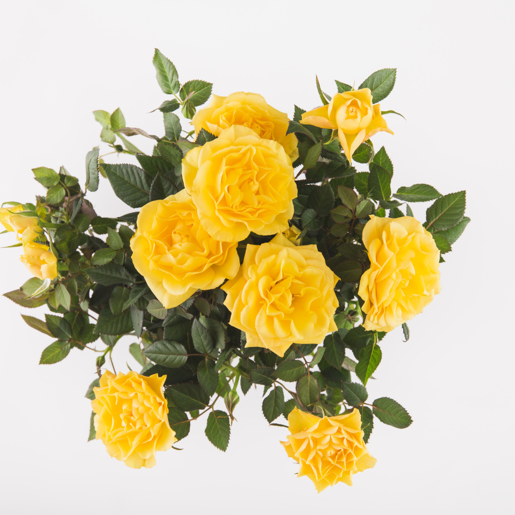 Букет оранжевых роз на белом фоне