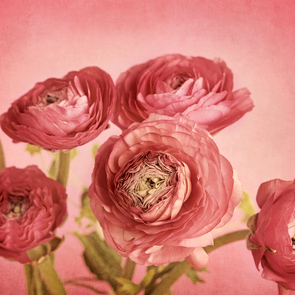 Букет розовых лютиков на розовом фоне