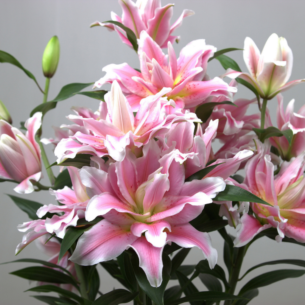 Букет розовых лилий на сером фоне