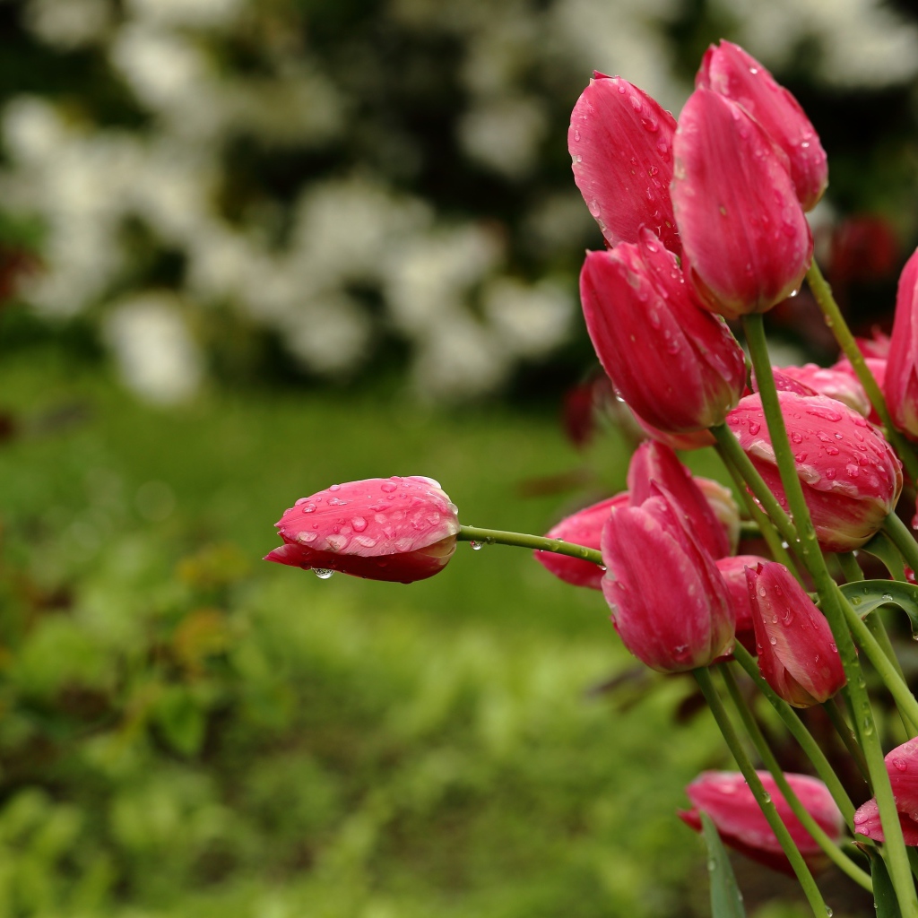 Букет розовых тюльпанов в каплях дождя
