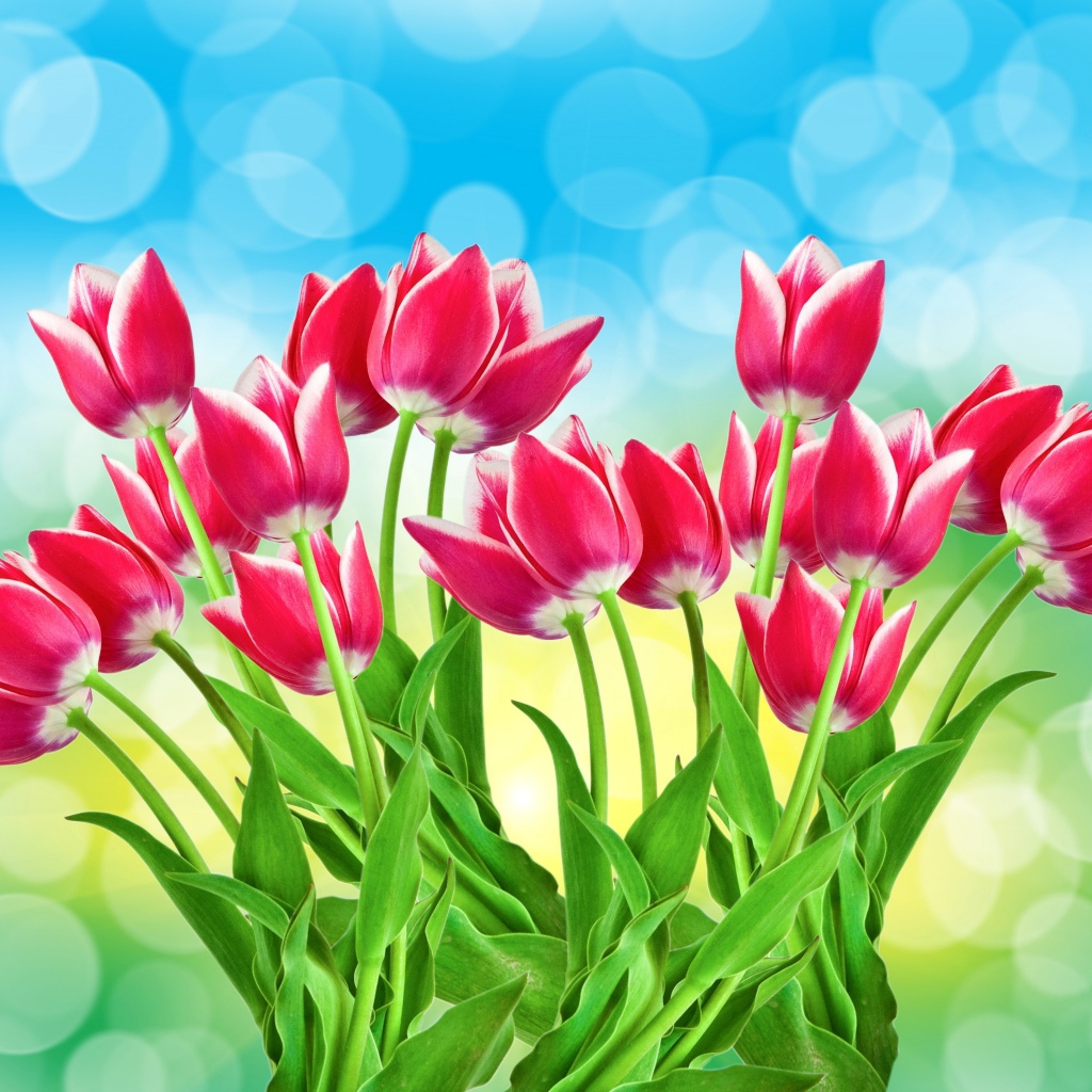 Букет розовых тюльпанов на голубом фоне