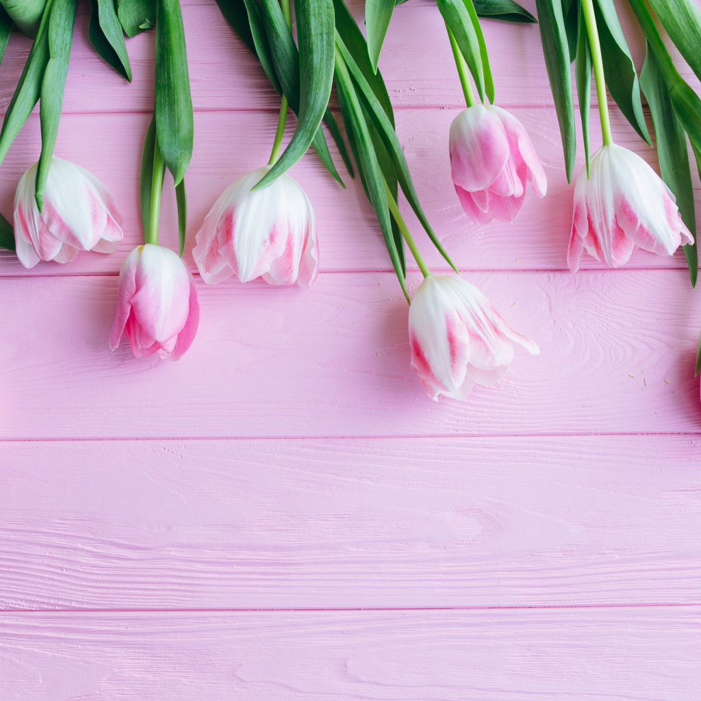 Букет розовых тюльпанов на розовом фоне
