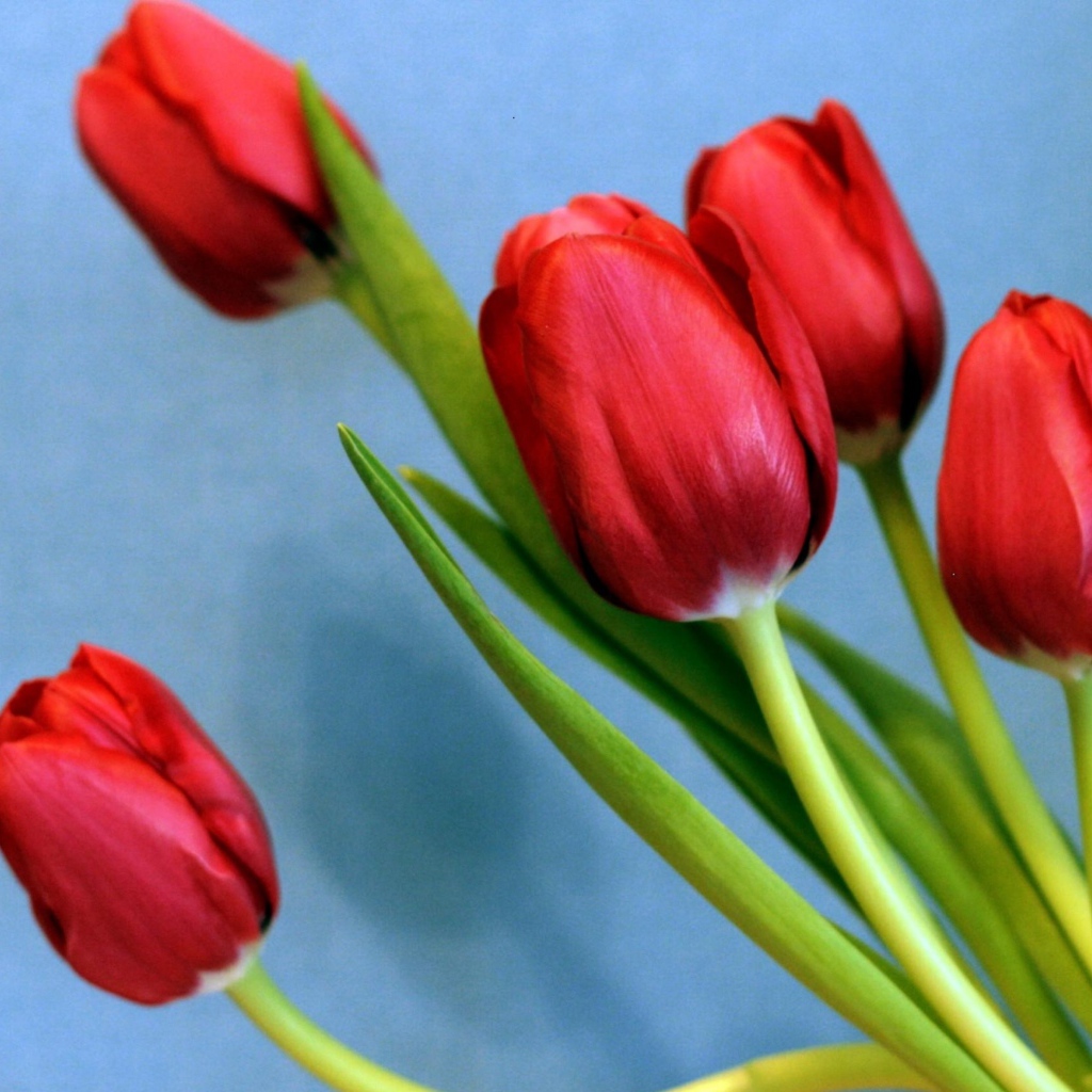 Букет красных тюльпанов на голубом фоне