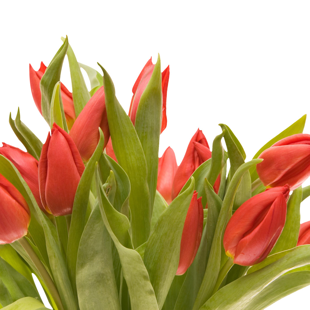 Букет красных тюльпанов на белом фоне