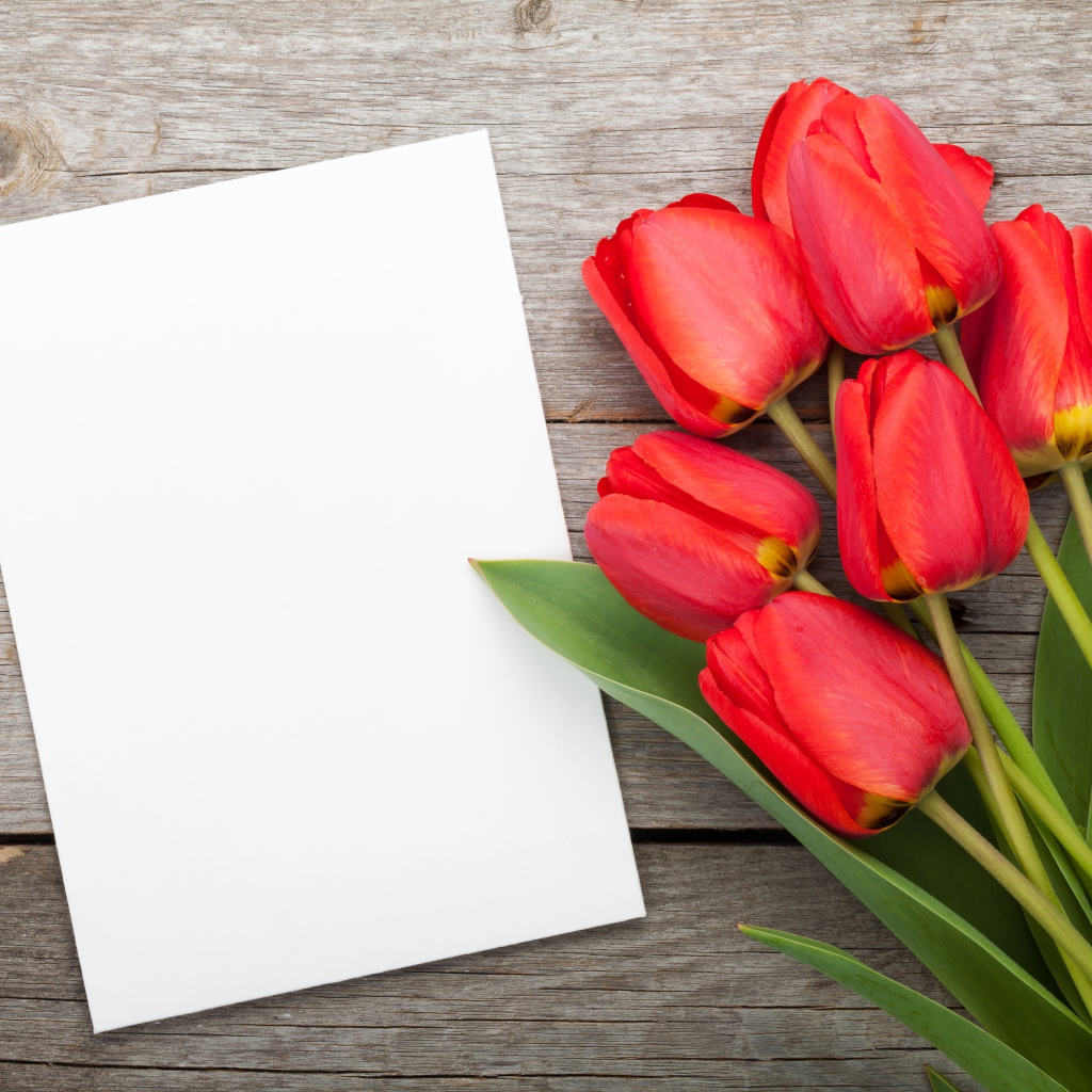 Букет красных тюльпанов с белым листом, шаблон для открытки