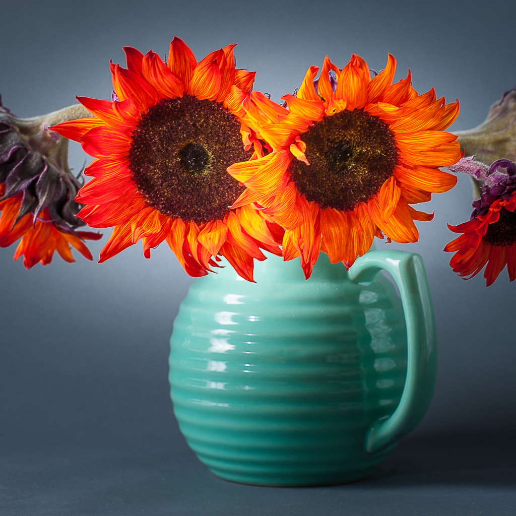Букет подсолнухов  в голубой вазе на сером фоне