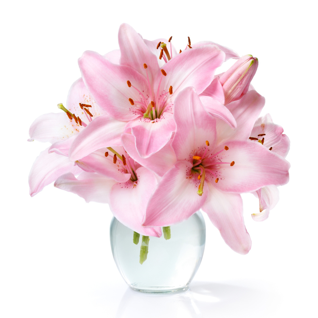 Букет нежных розовых лилий в стеклянной вазе на белом фоне