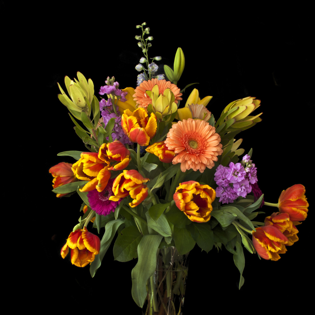 Букет тюльпанов с цветами герберы на черном фоне