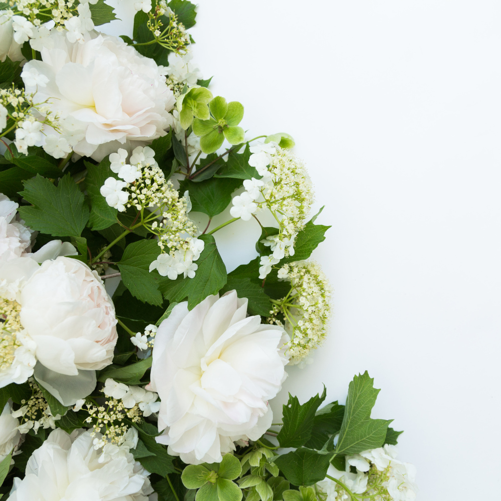 Букет белых пионов на белом фоне