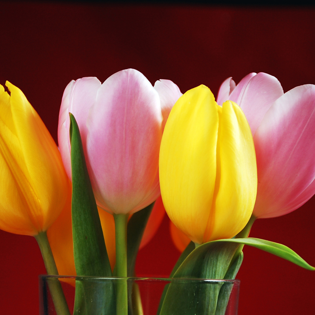 Букет желтых и розовых тюльпанов на красном фоне