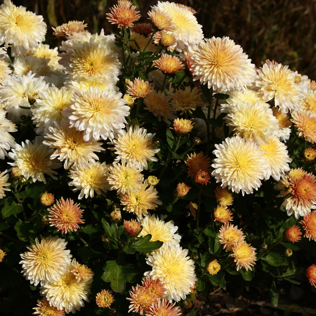 Букет желтых осенних цветов хризантемы с бутонами
