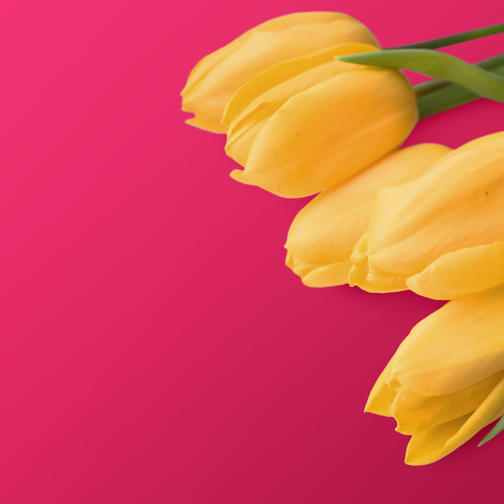 Букет желтых тюльпанов на розовом фоне