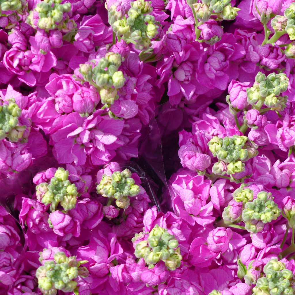 Букеты розовых цветов левкой  крупным планом