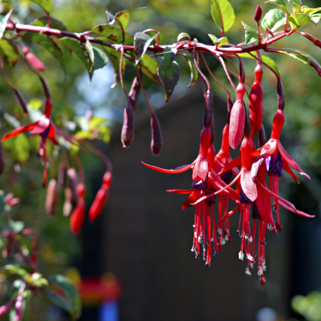 Ветка красных цветов фуксия