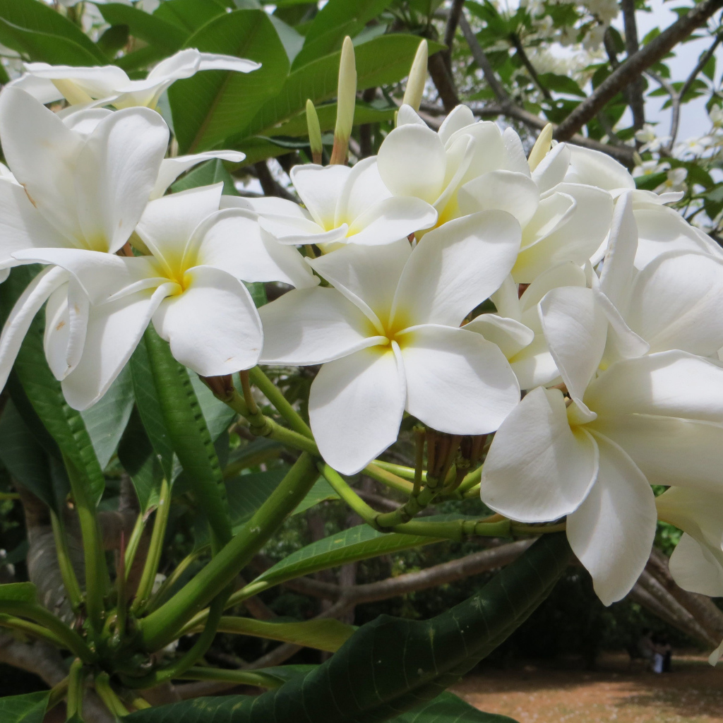 Ветка с белыми цветами плюмерия 
