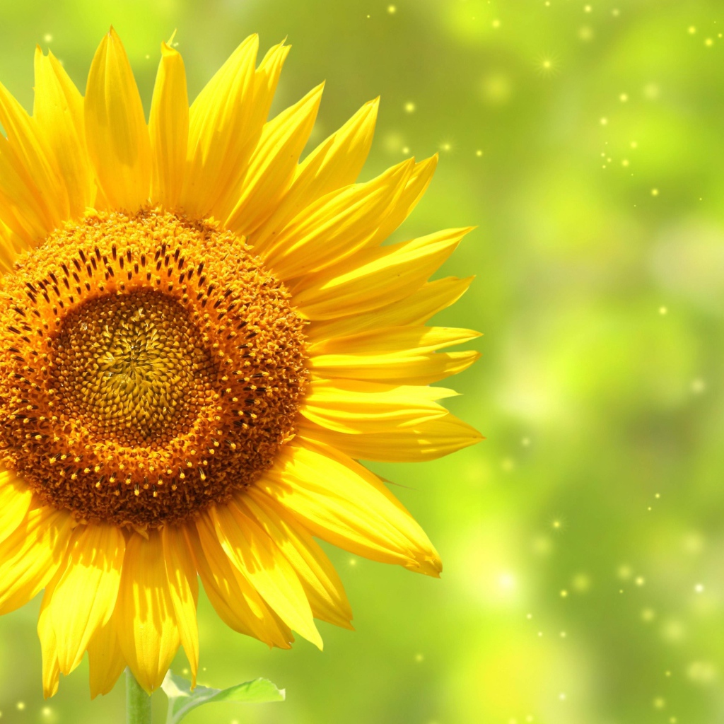 Яркий желтый цветок подсолнуха