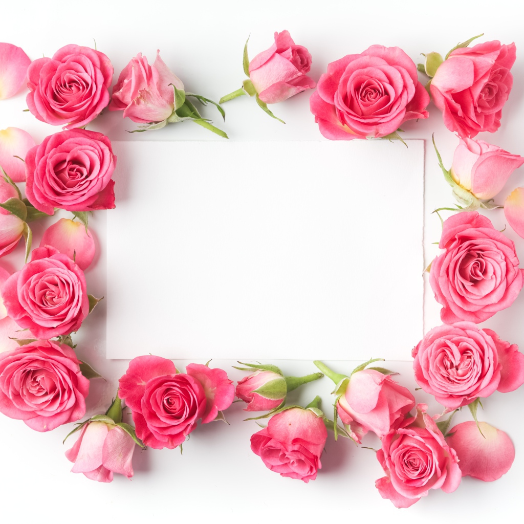 Бутоны розовых роз вокруг белого листа, шаблон для открытки