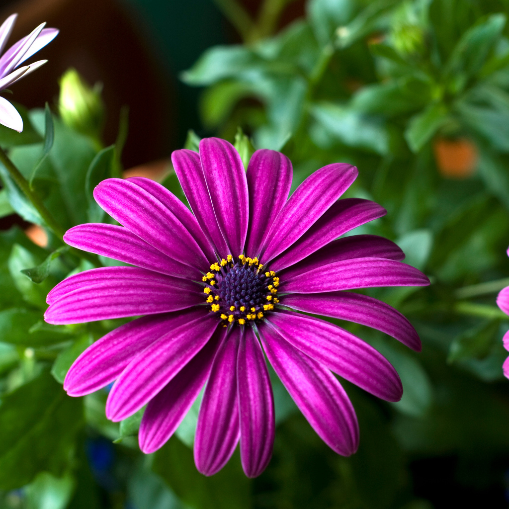 Цветок цинерария крупным планом