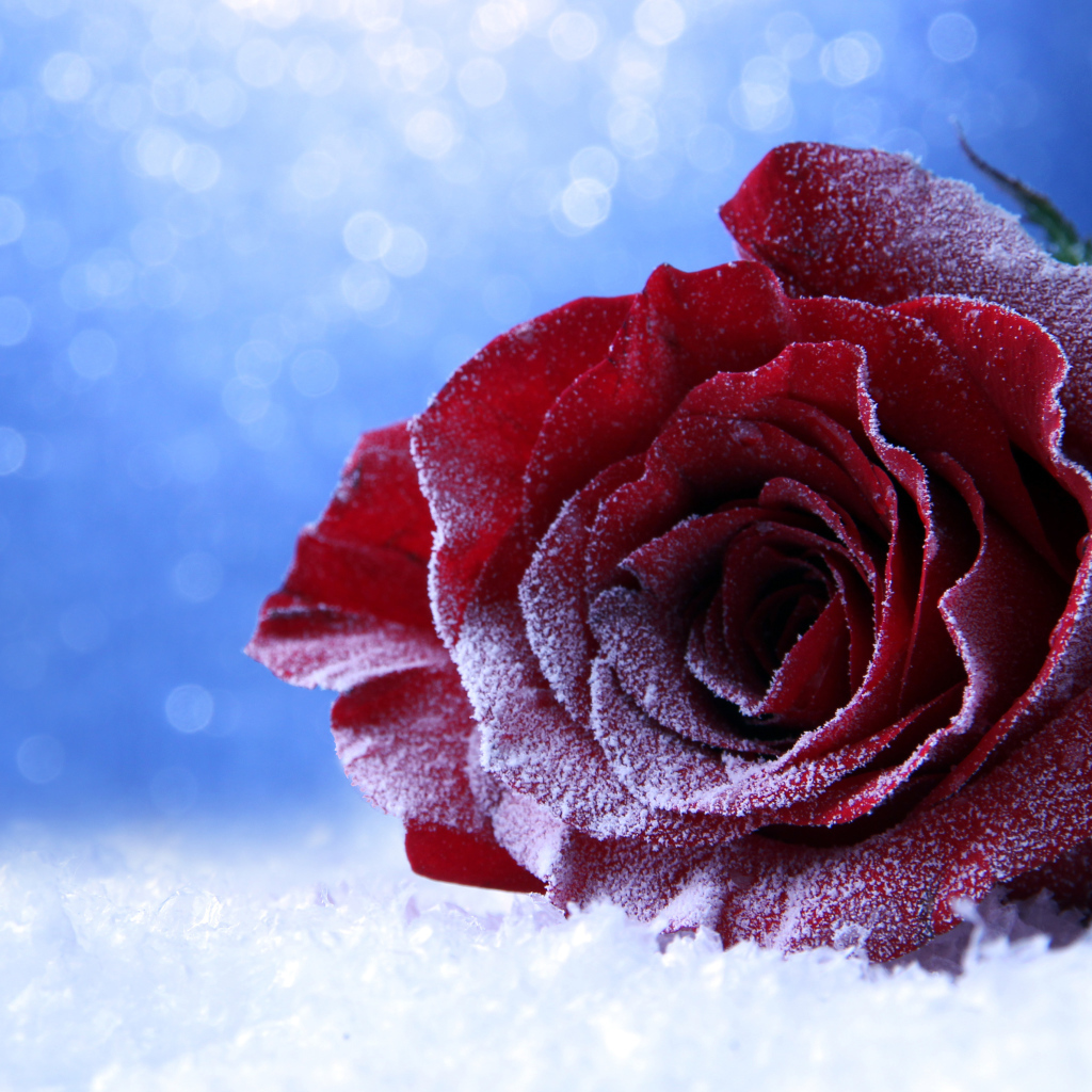 Покрытая инеем роза на снегу на голубом фоне