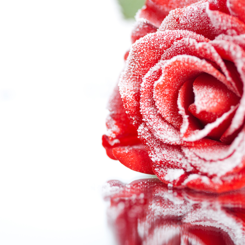 Покрытая инеем красная роза отражается в поверхности 