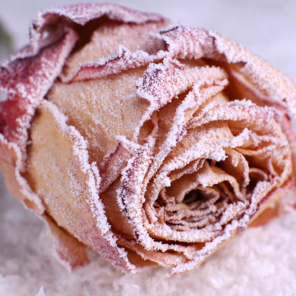 Покрытая инеем красная роза на снегу