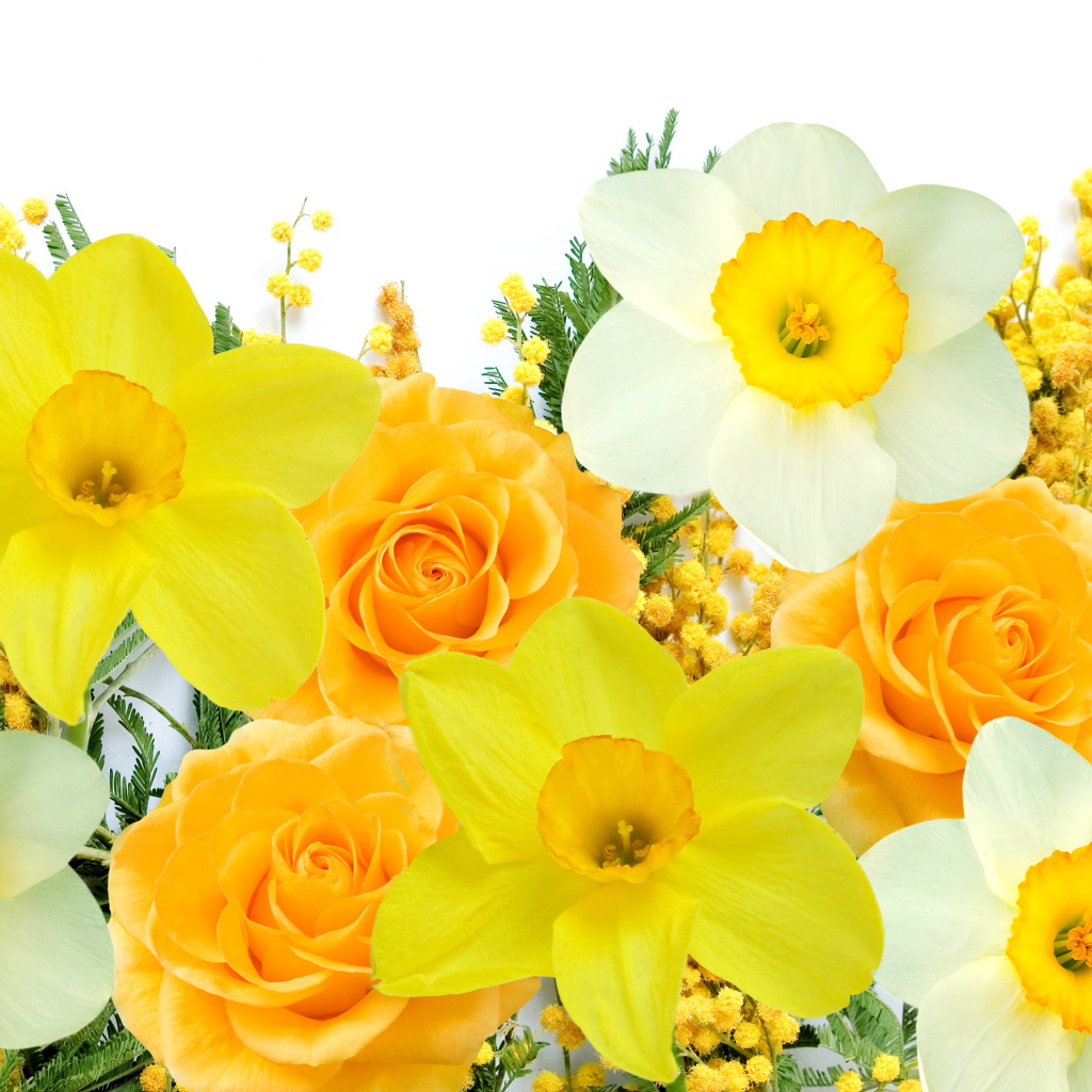 Нарциссы, розы и мимоза на белом фоне 