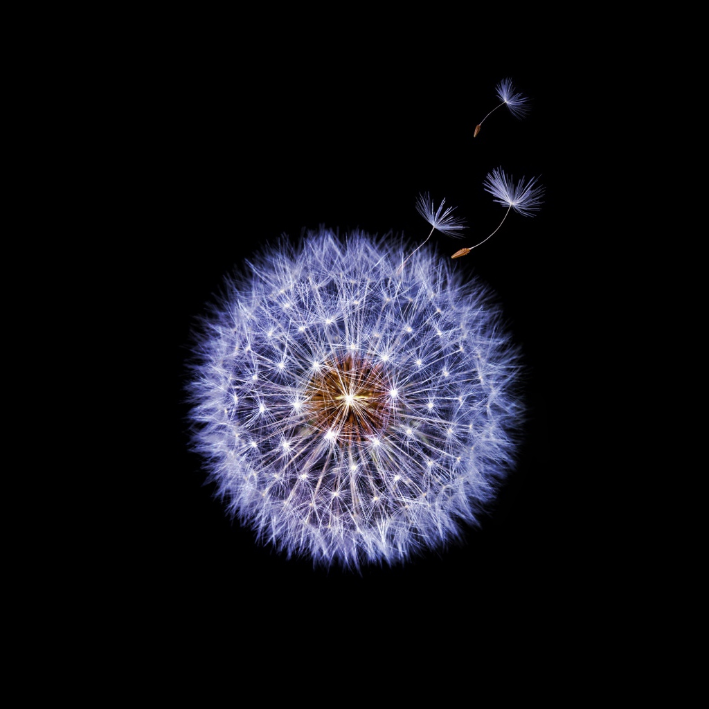 Одуванчик крупным планом на черном фоне