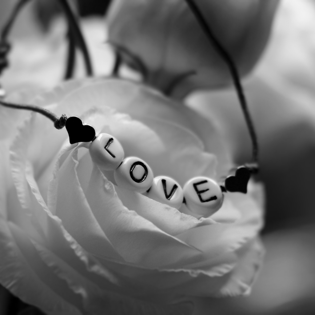 Украшение на белой розе черно - белое фото 