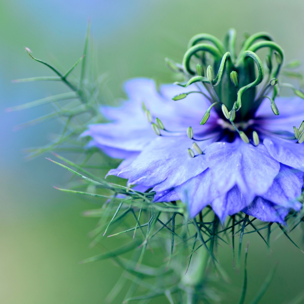 Нежный голубой цветок черного тмина