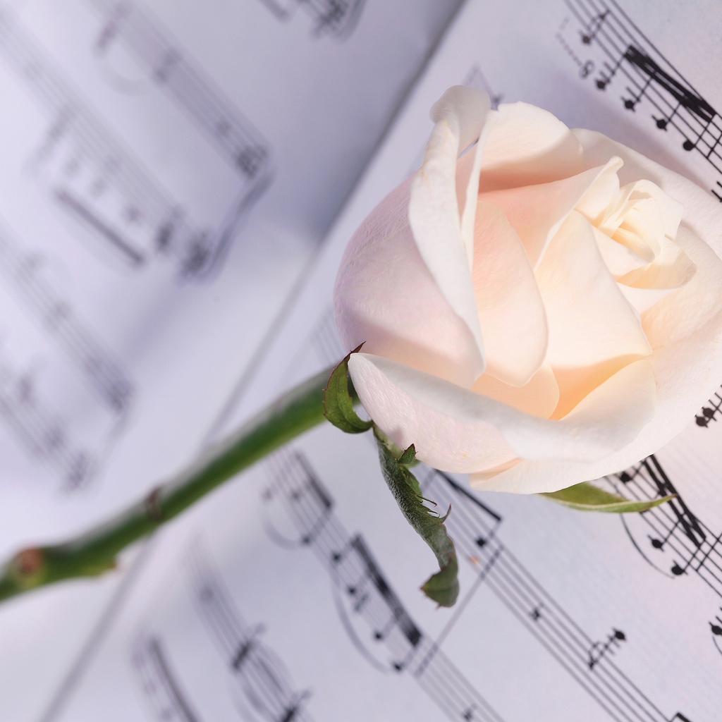 Нежная кремовая роза лежит на нотах