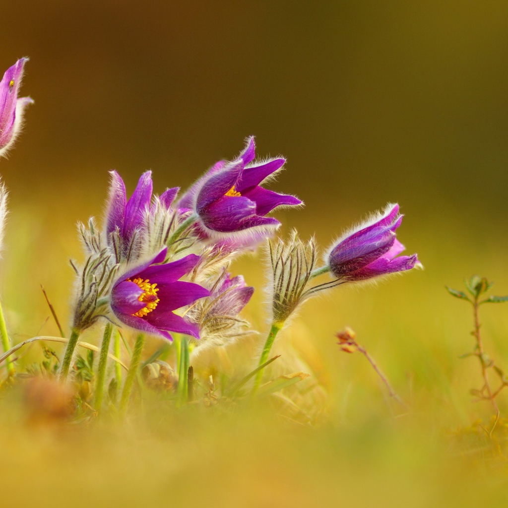 Нежные сиреневые цветы прострел 