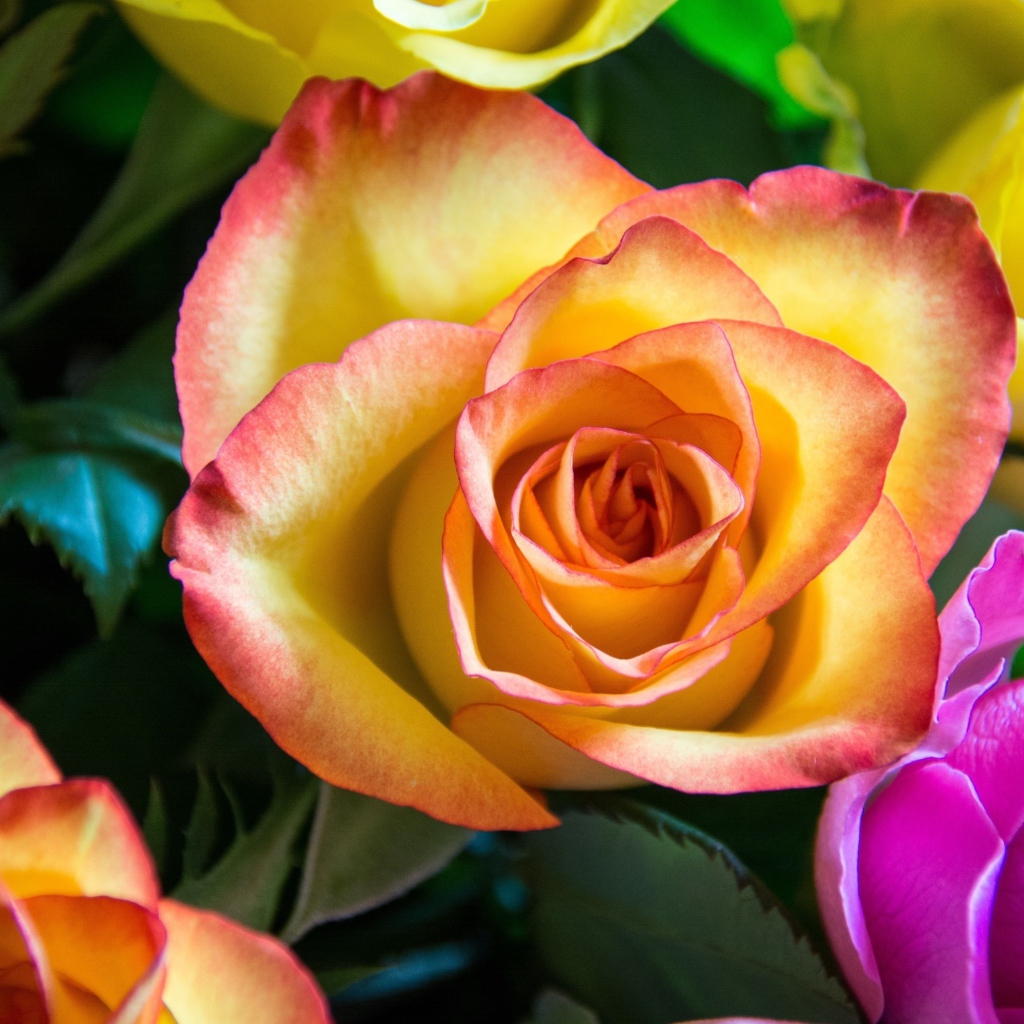 Нежные разноцветные розы крупным планом