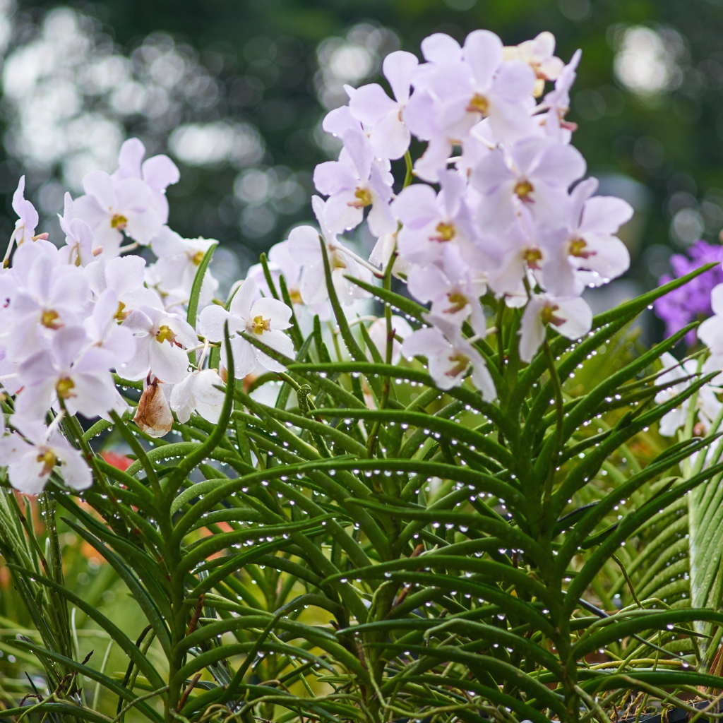 Нежные орхидеи на клумбе