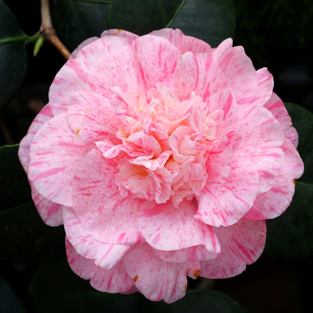 Нежный розовый красивый цветок камелии