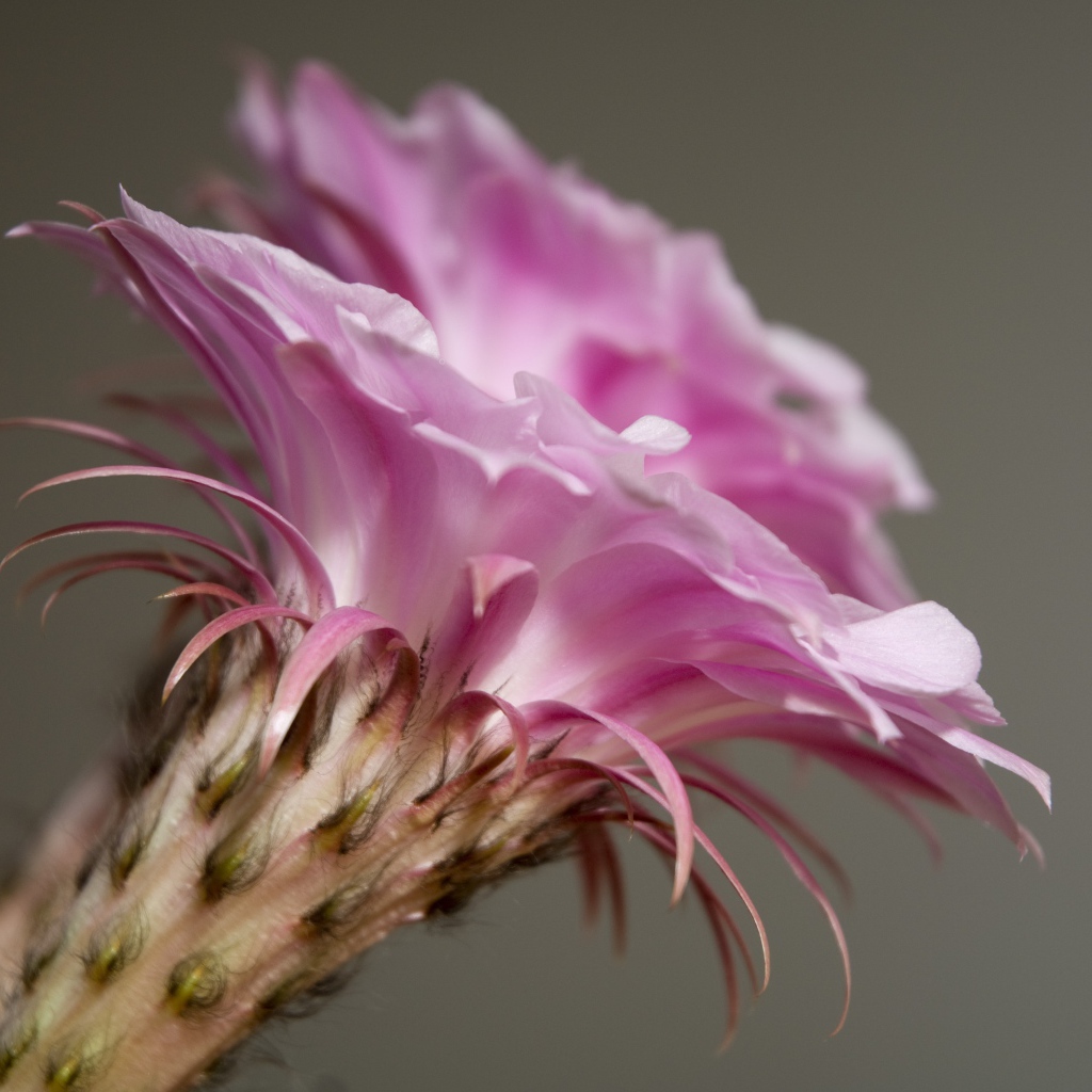 Нежный розовый цветок кактуса крупным планом