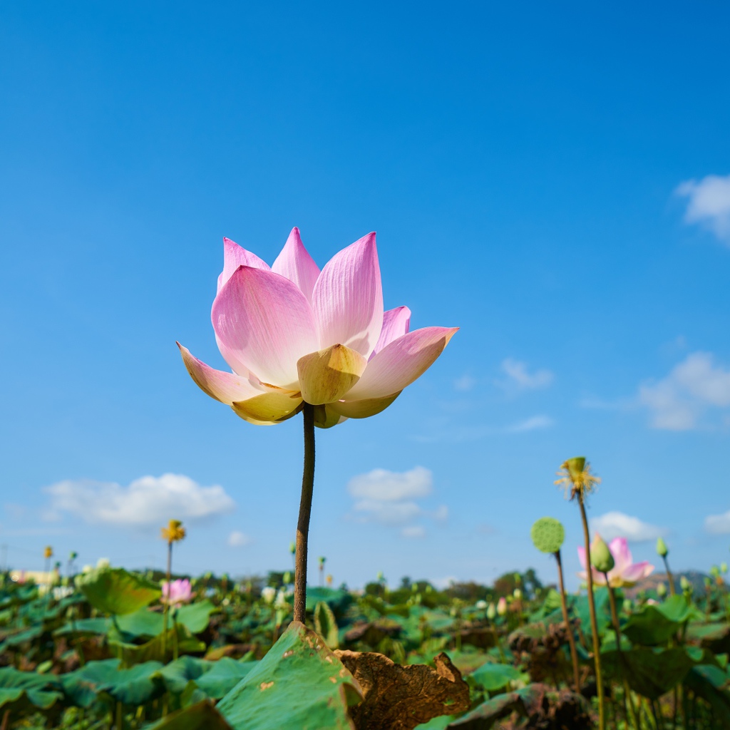 Нежный розовый цветок лотоса на фоне голубого неба