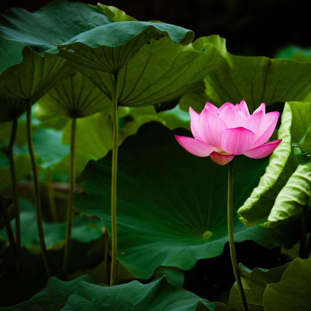 Нежный розовый цветок лотоса в зеленых листьях
