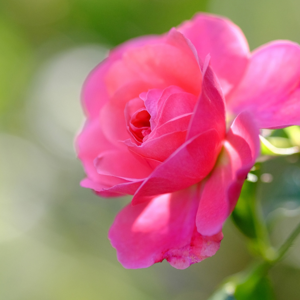 Нежная розовая роза распускается в саду