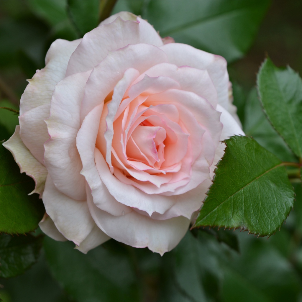 Нежная розовая роза с зелеными листьями крупным планом