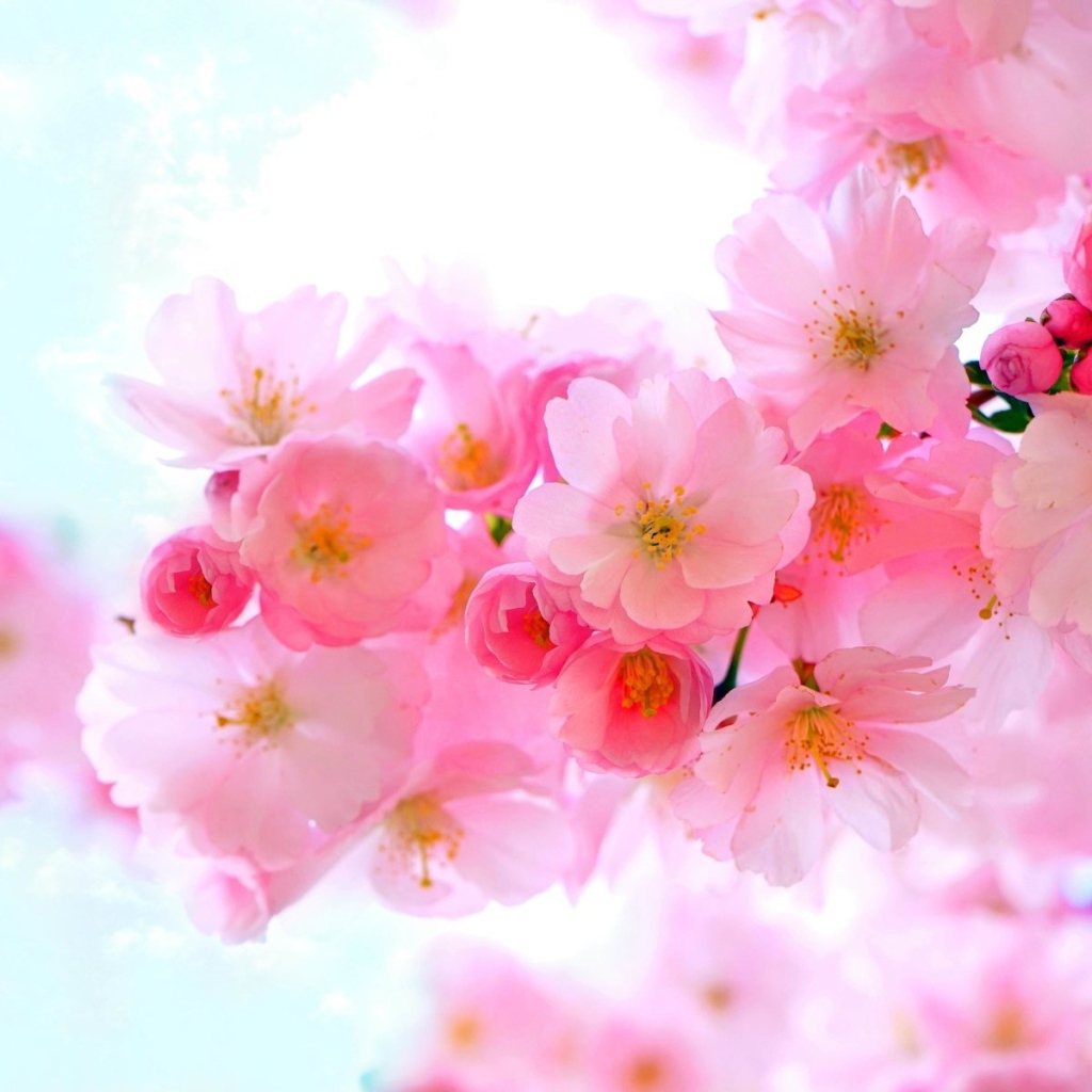 Нежные розовые весенние цветы крупным планом 