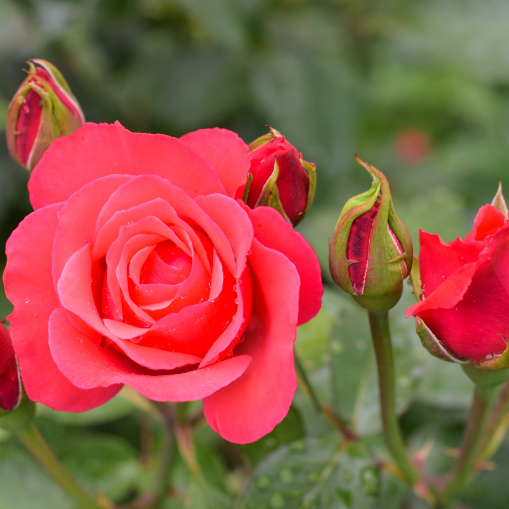 Нежная роза с бутонами крупным планом