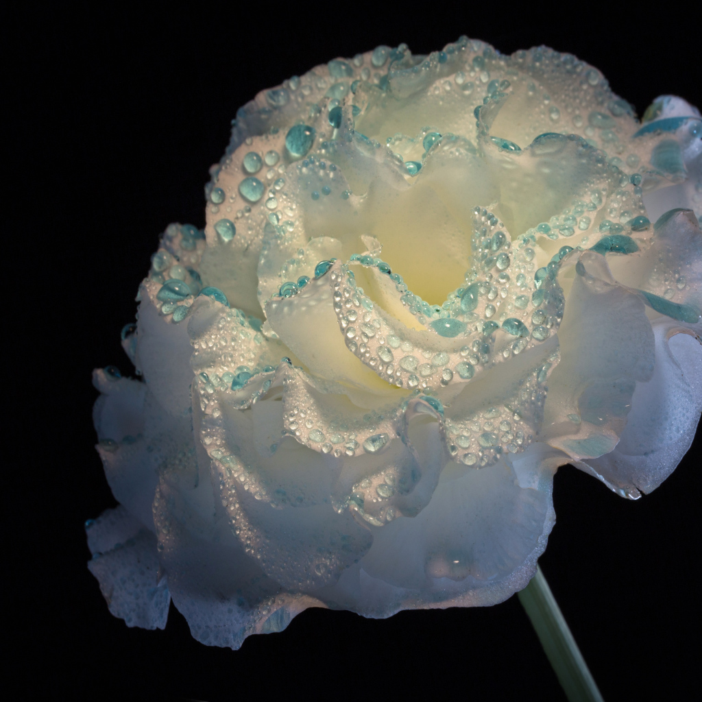 Нежный белый цветок в каплях росы на черном фоне