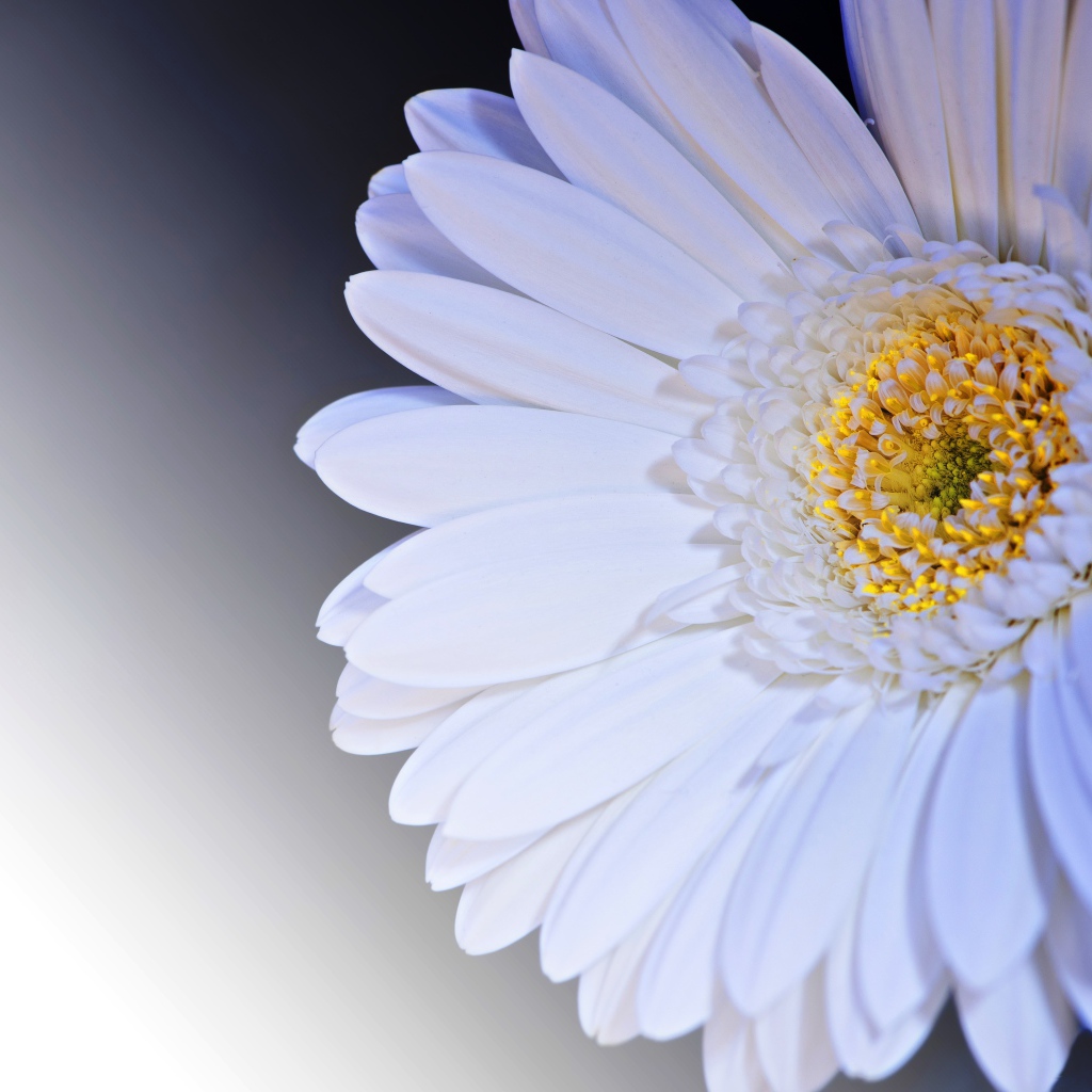 Нежный белый цветок герберы с желтой серединкой крупным планом