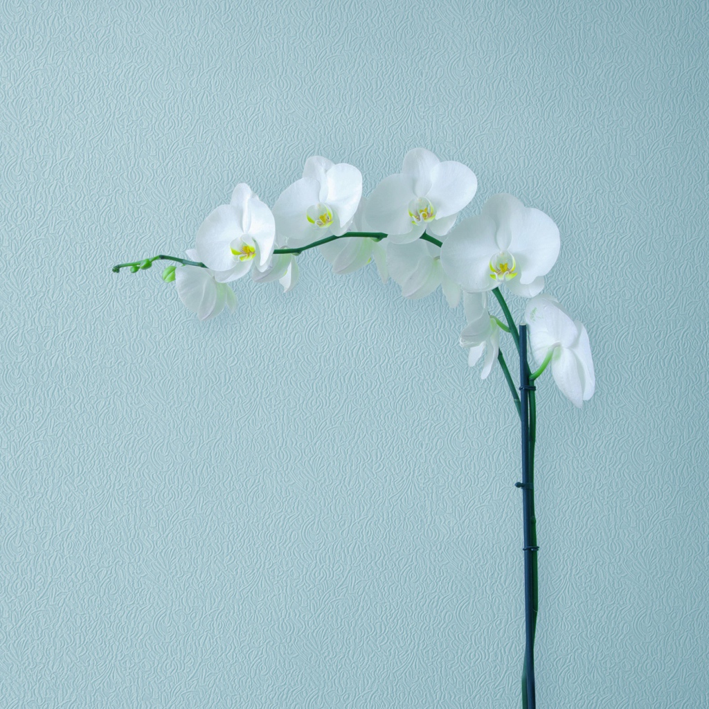 Нежная белая орхидея на сером фоне