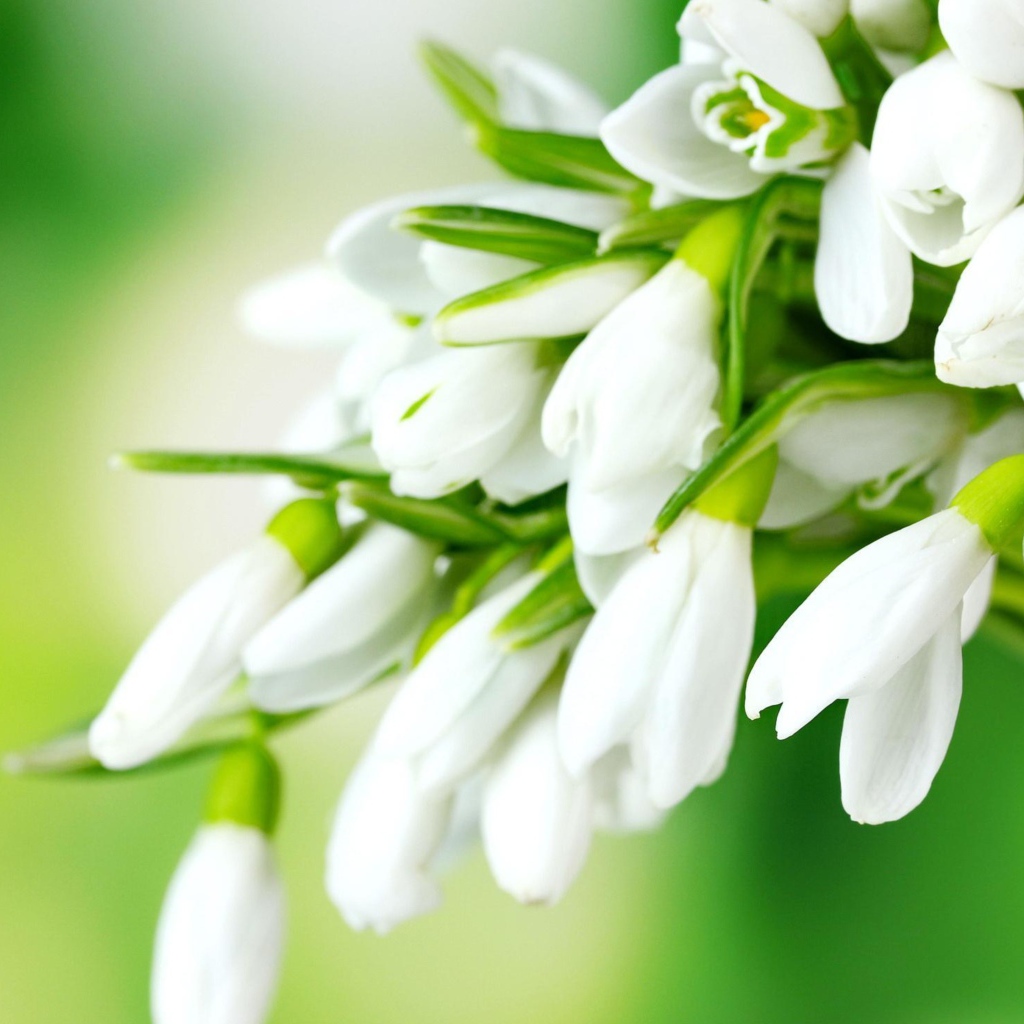 Нежные белые подснежники на зеленом фоне 